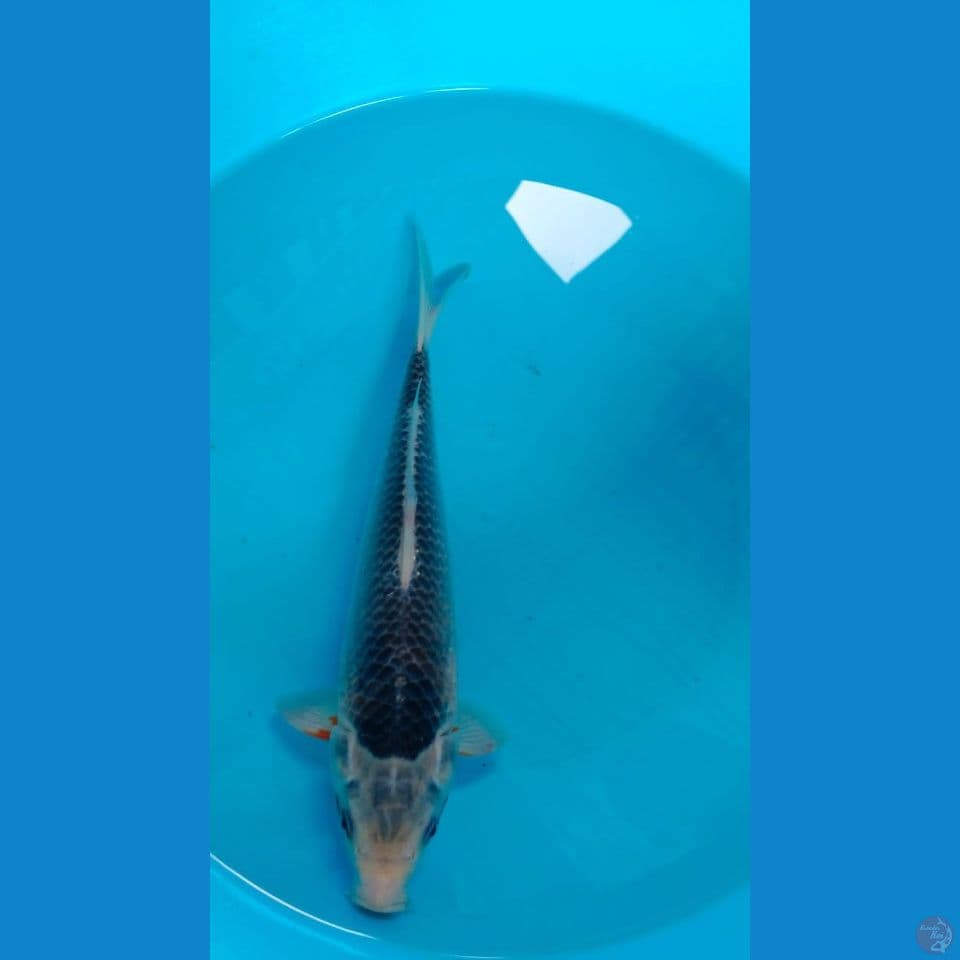 ASAGI 29 CM
