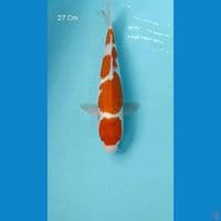 Kohaku 27 Cm
