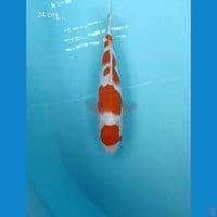 Kohaku 24 Cm