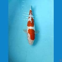Kohaku 35 Cm