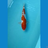 Kohaku 28 Cm