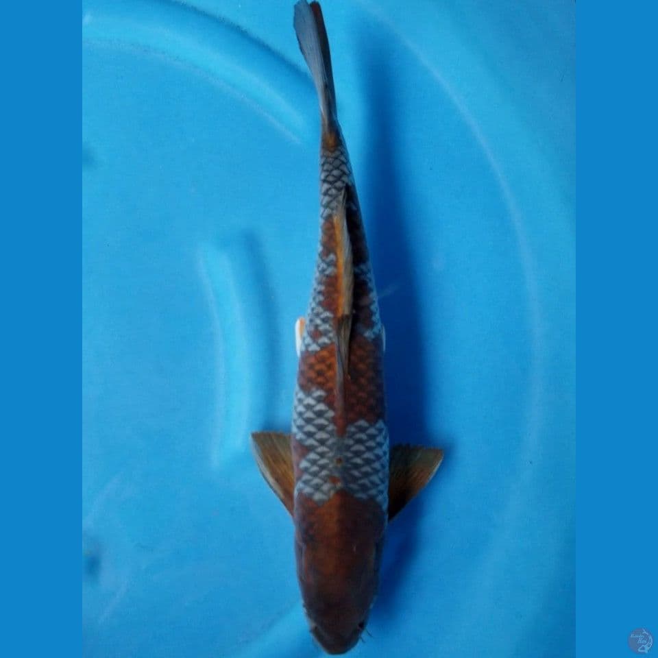 OCHIBA 40 CM MALE