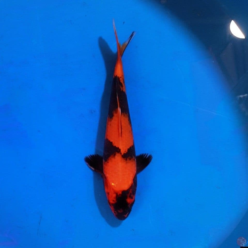 Bahan keep Hi_Utsuri Male 27cm