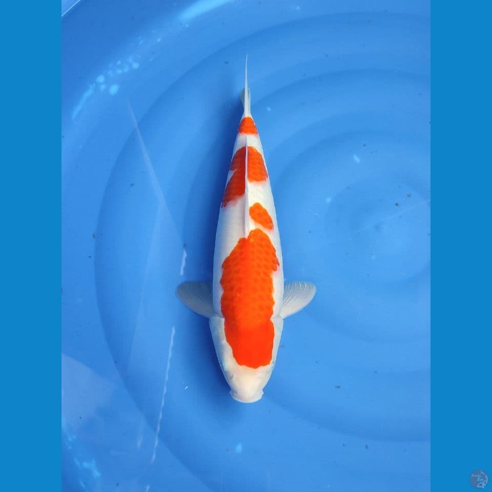 kohaku 41cm/FM
