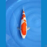 kohaku 41cm/FM