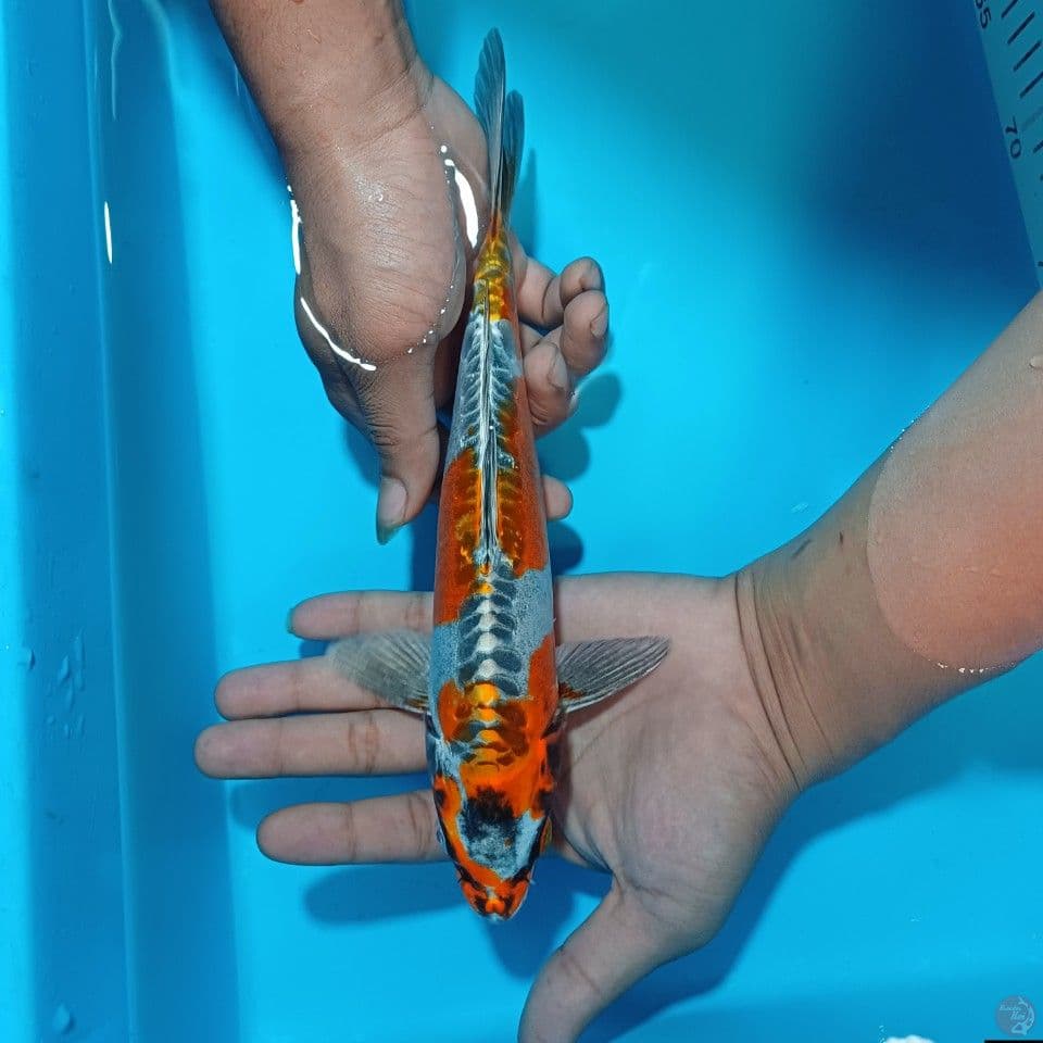 Kikoryu male 27cm