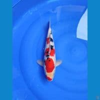 sanke 37cm/MALE