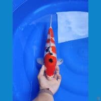 sanke 37cm/MALE