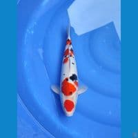 sanke 40cm/MALE