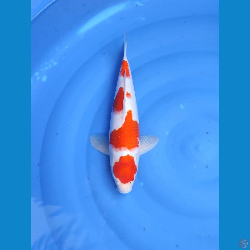 kohaku 36cm/fm