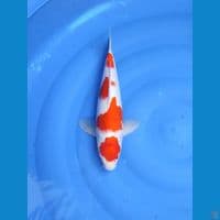 kohaku 36cm/fm