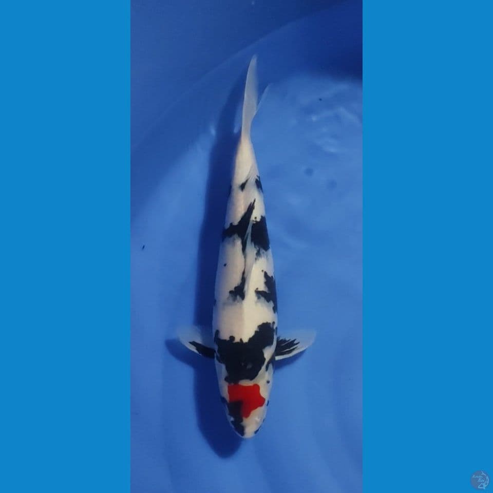 tanco showa 40cm ori
