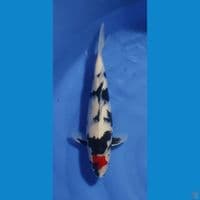 tanco showa 40cm ori