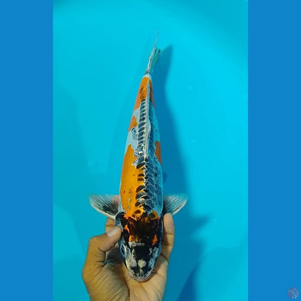 beny koiko size : 34 cm m