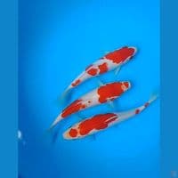 kohaku size : 17 19 cm