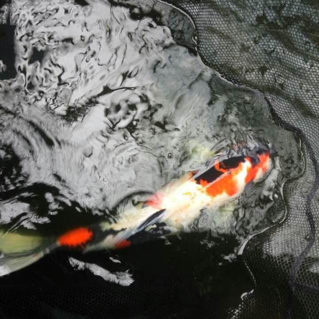 Showa F1 dainichi 68cm
