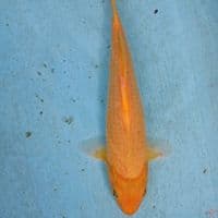 KARASI 36 CM
