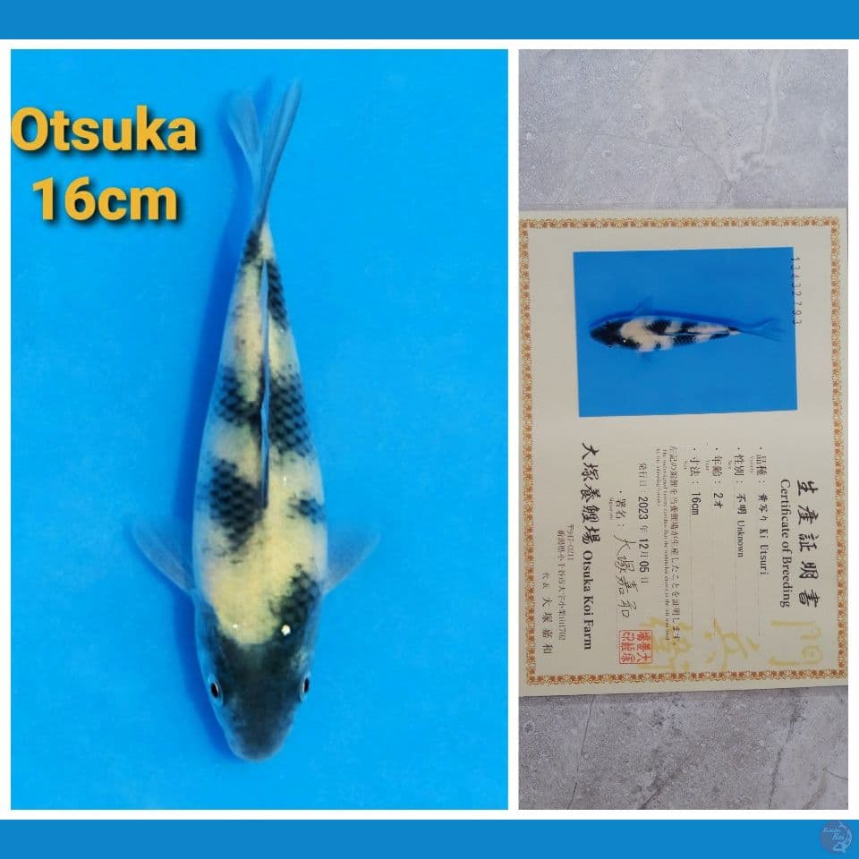 OTSUKA KIUTSURI 16CM SERTI