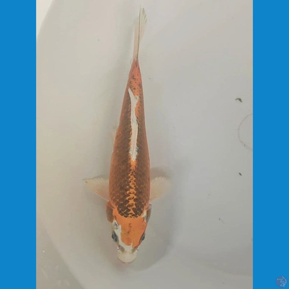D2 minion kujaku 17cm