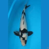 Shiro FUKURIN (40cm) Male