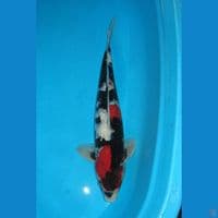 ShoWa Ginrin joss (45cm) Male