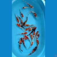 25ekor Joss mix (14-20cm)