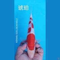 KOHAKU 28CM JANTAN