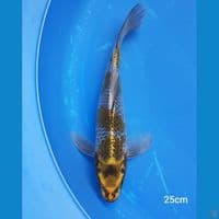 KUMPAI KOGANE 25CM MALE