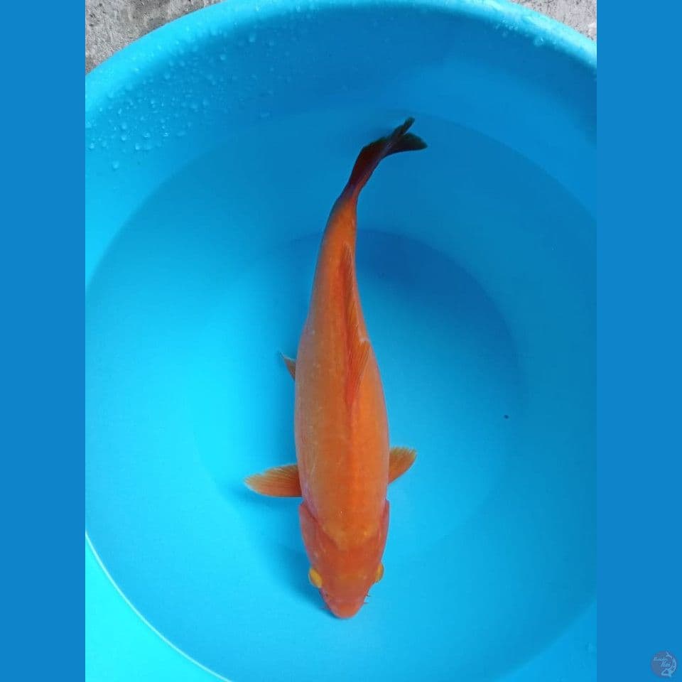 BENI GOI 33 CM