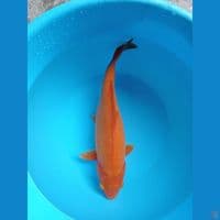 BENI GOI 33 CM