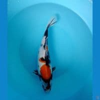 Tancho sowa 30 cm