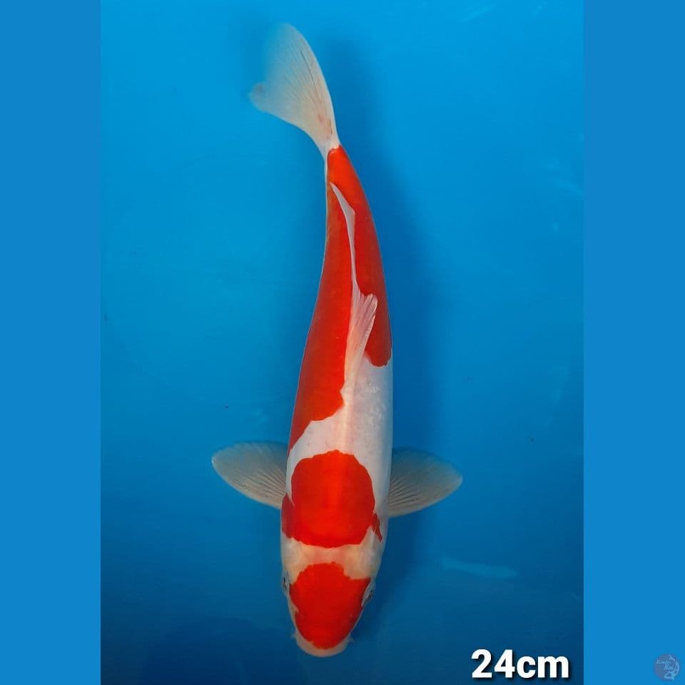 KOHAKU DOIT (MALE)
