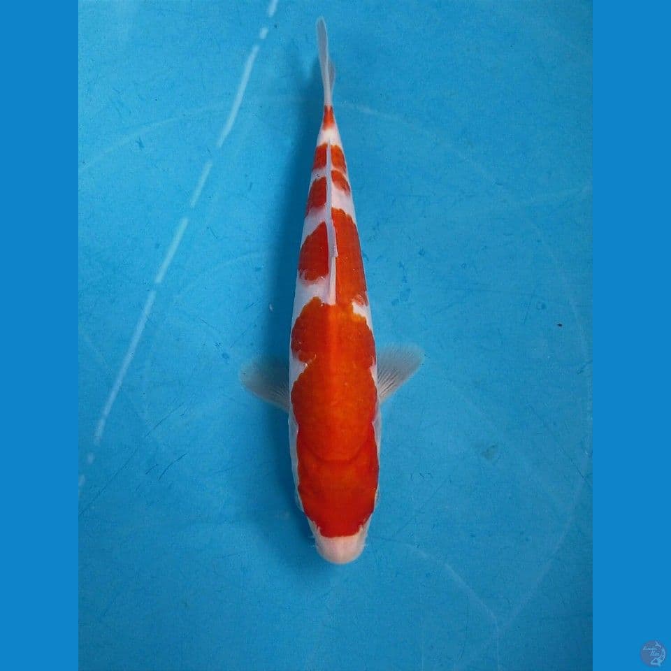 kohaku, 23 cm