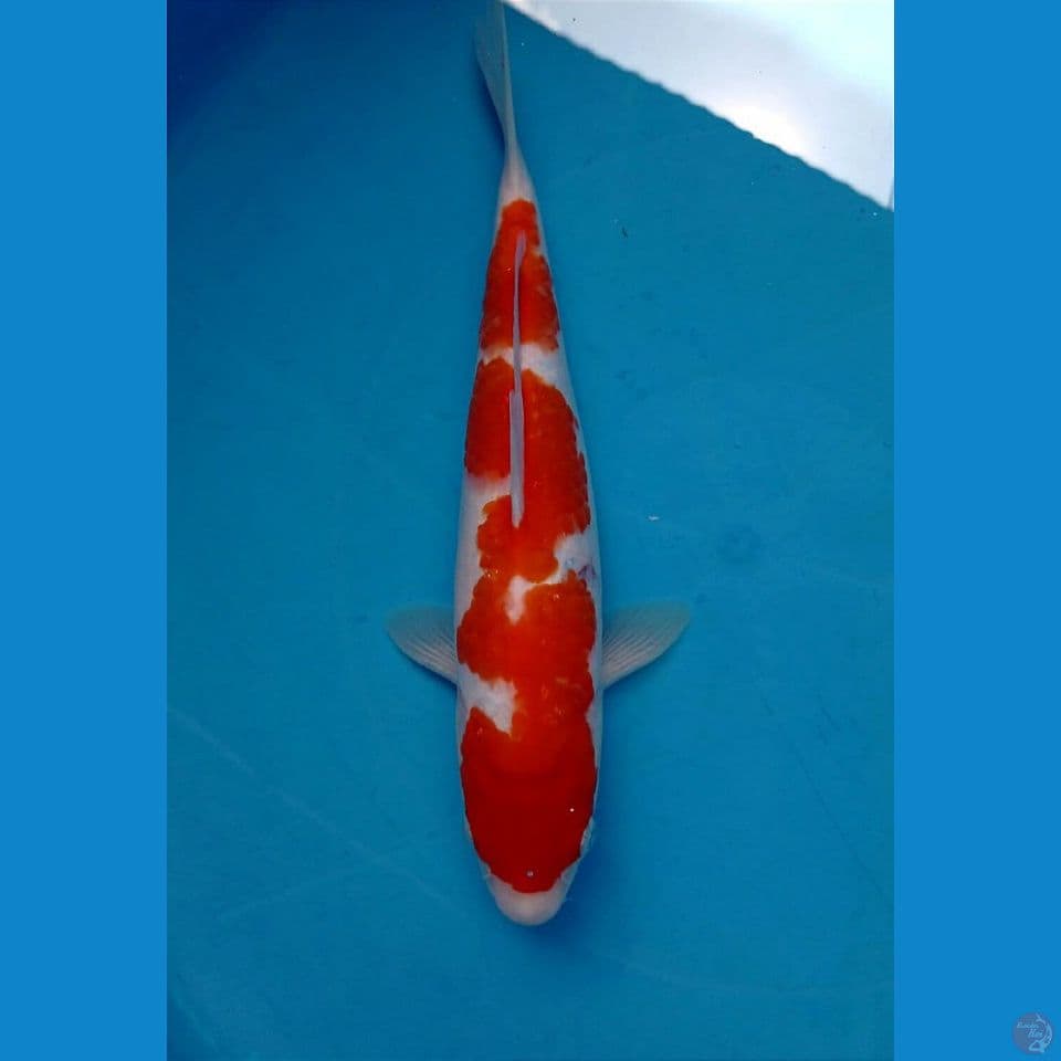 kohaku, 29 cm