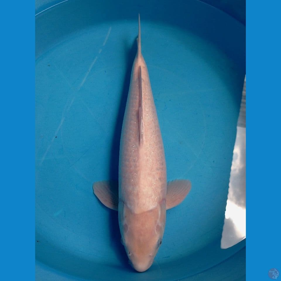 shiromuji, 46 cm "male"