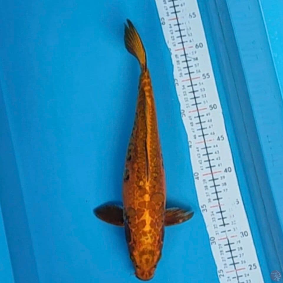 mukasi aragoke 38cm F