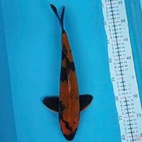 kinutsuri 35cm M