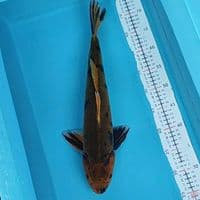 kiutsuri 44cm M