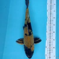 kinutsuri 38cm M