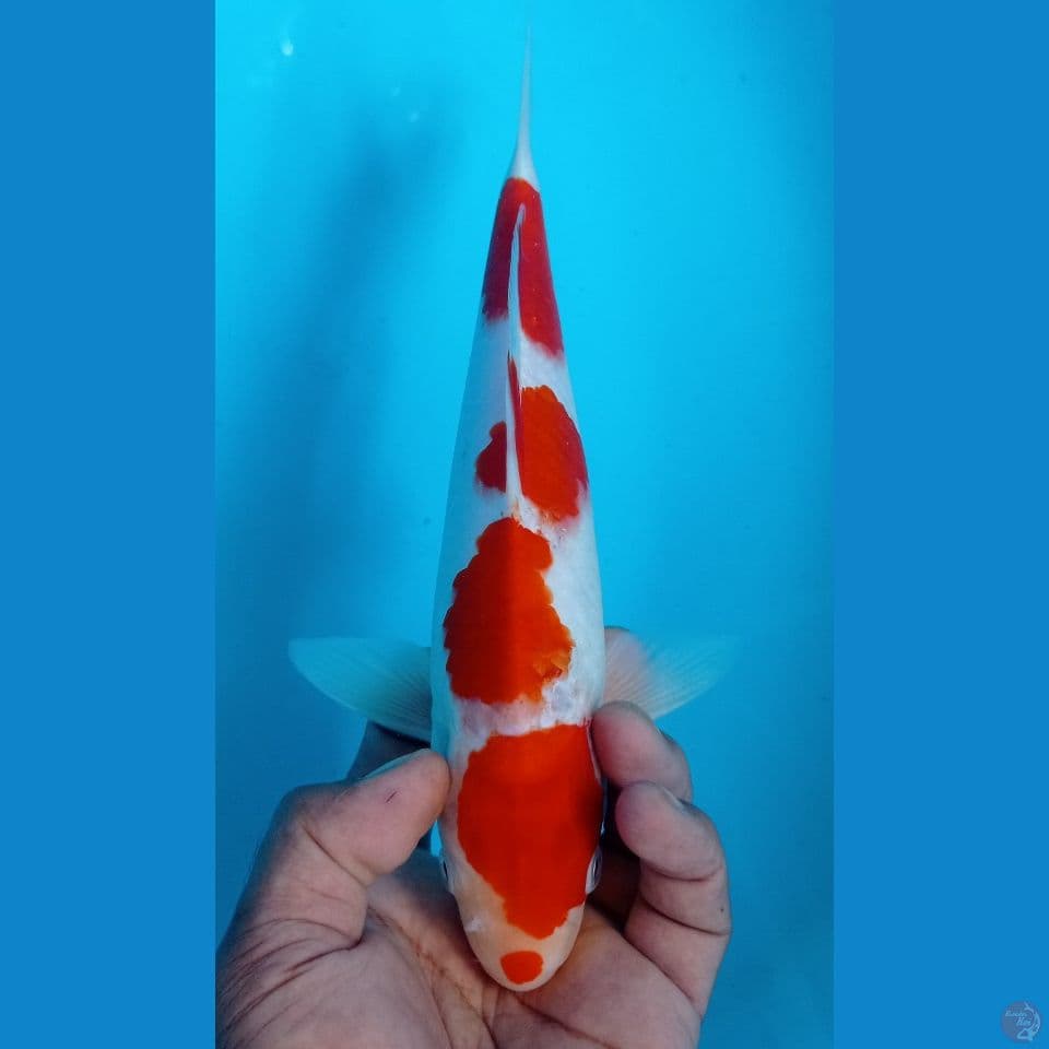 kohaku 30