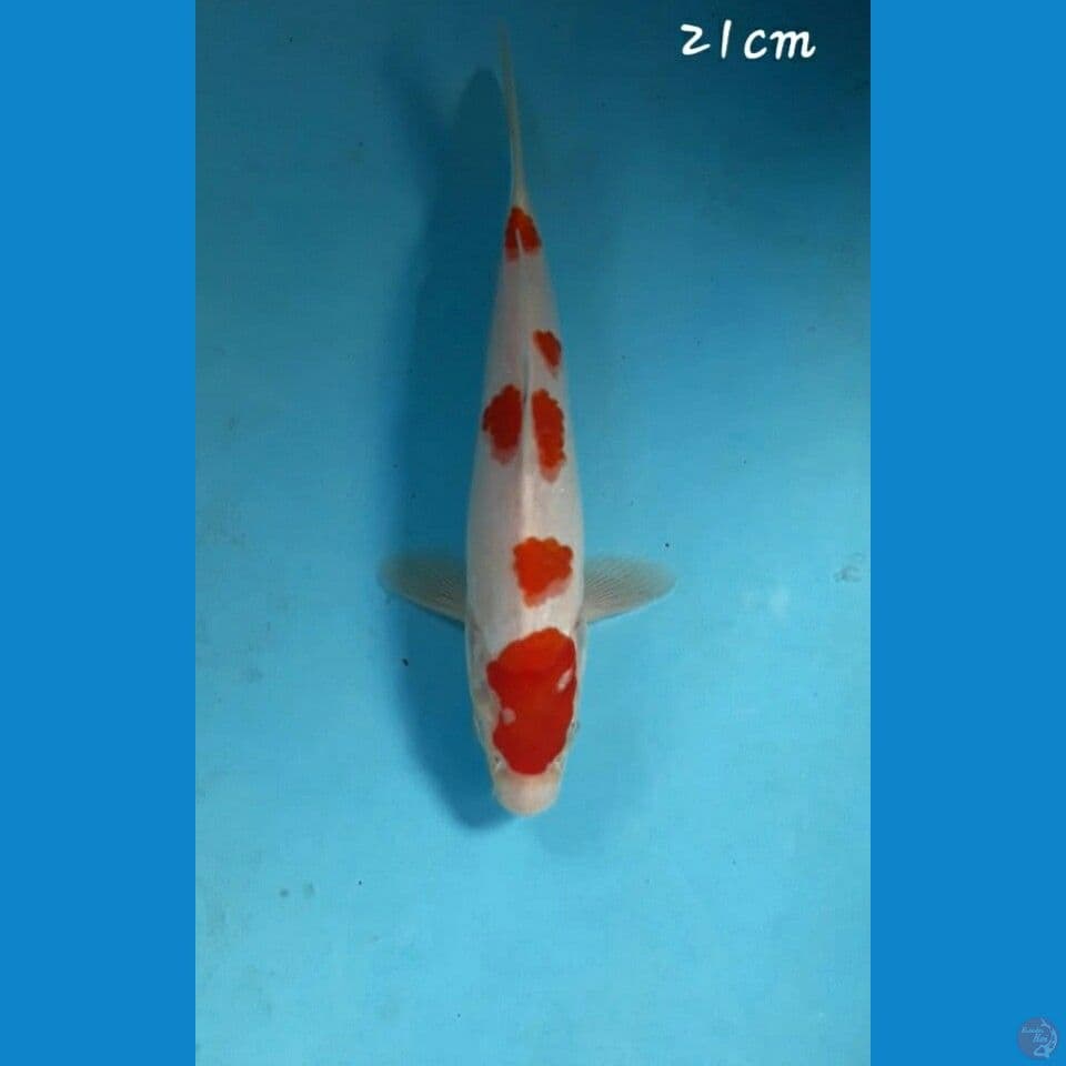 Kohaku 21cm