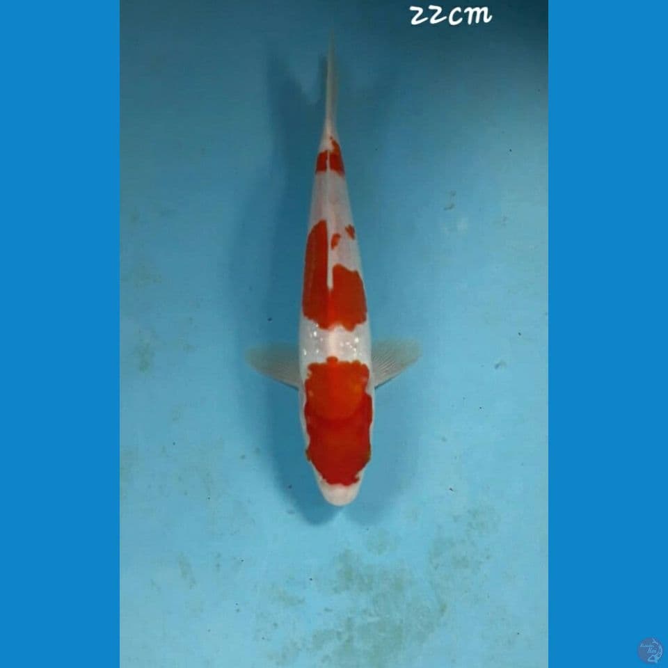 Kohaku 22cm
