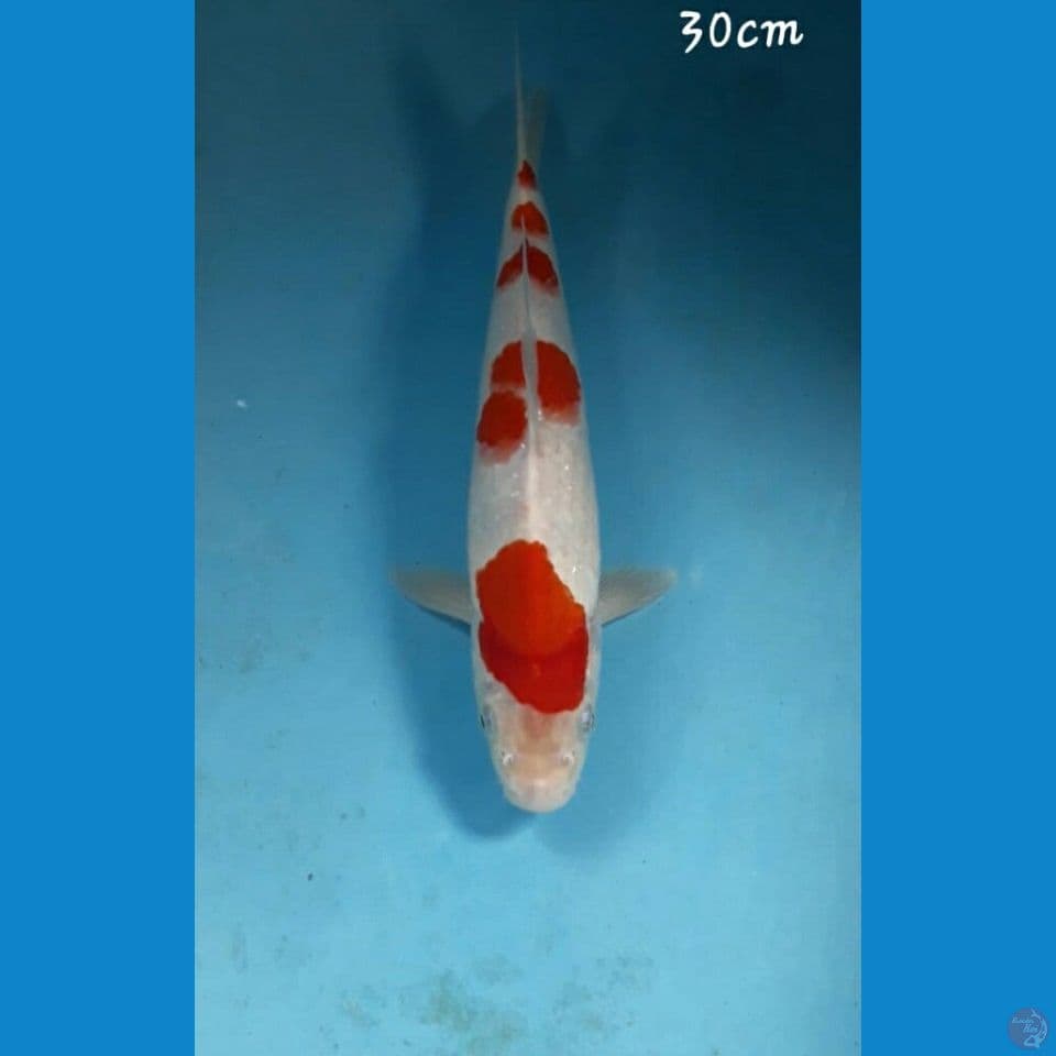 Kohaku 30cm