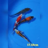 mix size : 17.18cm