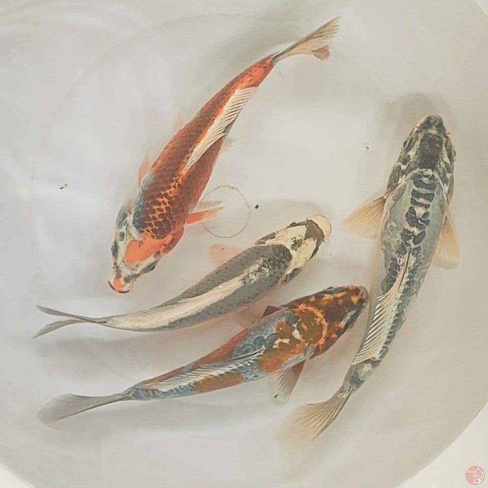 D5 mix 15-19cm