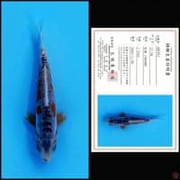 shusui bloodline marusei