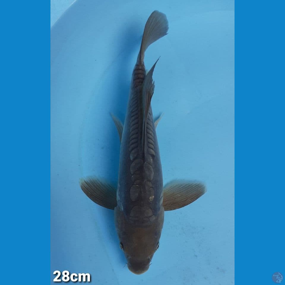 KUMPAI SHORAGOI ARAGOKE 28CM (FEMALE)