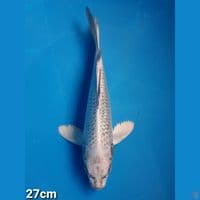 MUKASI 27CM (FEMALE)