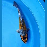 KIKO 27CM