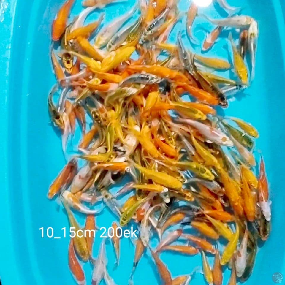 200ekor 10_15cm